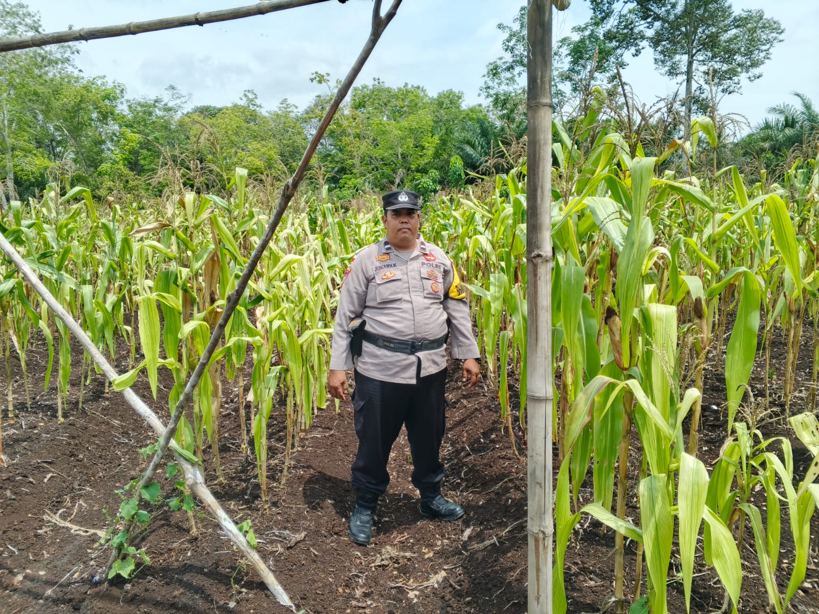 Polsek Bantan Cek Ketahanan Pangan, Jagung Pipil di Desa Sukamaju Siap Panen
